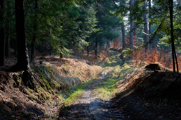 A sunny afternoon in a March forest. A forest road runs through the coniferous forest, from the bottom of the frame to the top. The forest on the left side of the road is dark. Between the trees on the right side of the road intense sunlight falls on the road. The sun's rays intensify the colours of the dry grasses, the brown-golden leaves of the young beech trees and the green colour of the first blades of grass.