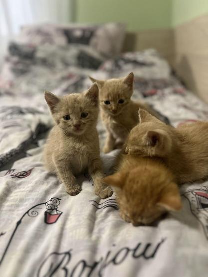 Cats