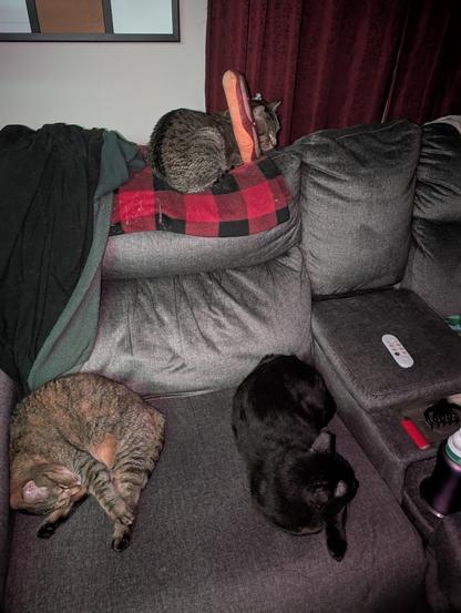 awe little Loki up top with the donut, Jade on the left and Mr. midnight on the right just enjoying life doing what cats do best take your spot and sleep ha