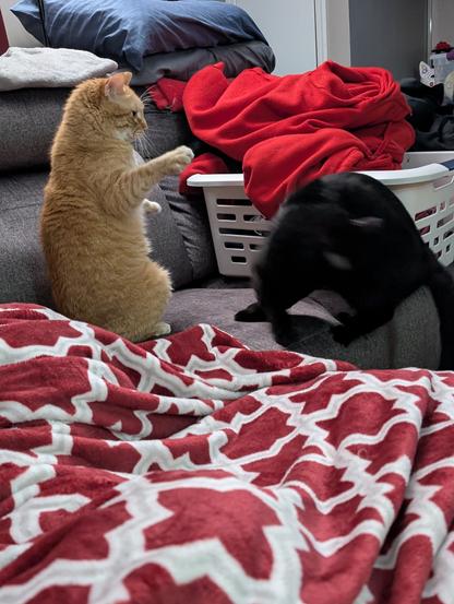 Honey (HunBun) and Midnight having a play session, honey had midnights ear just prior to the snap, he was not happy with the nip haha