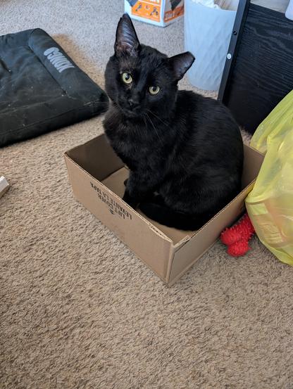 midnight in a box, this is the first time he's been in a box for us since coming inside late last year in October or so, such a good void boy!