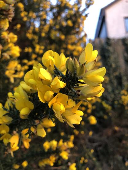 Close up of gorse flowers, the camera compensated for the sunshine- the sky was blue but looks washed out pale in this picture. 
The flowers are yellow pea like flowers and cover the stem and the bush behind it. Some of the spikey green needle like leaves are visible.
