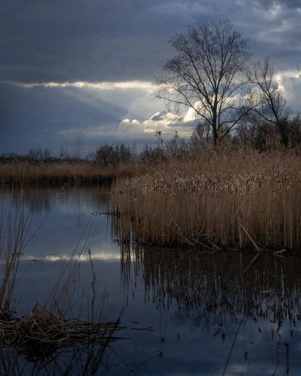 A moody scene from a nature reserve near the polder near Ooij, Netherlands.