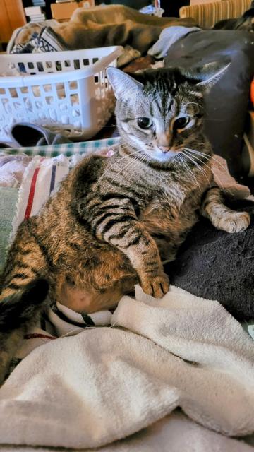 Tabbie cat in my lap recently.  She's looking at me.