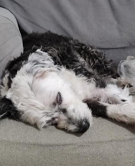 Mellie is napping on the couch after a short walk and dinner.