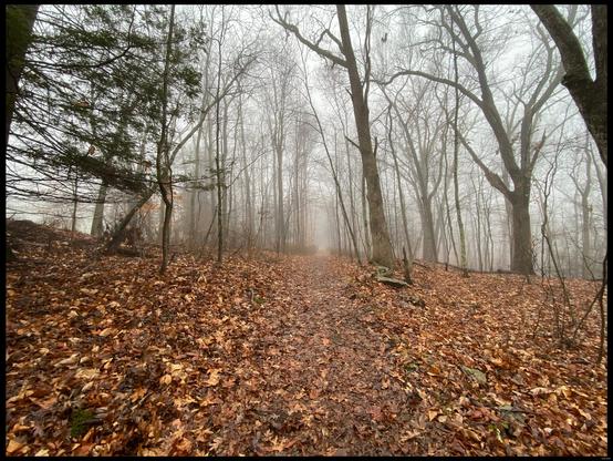 a foggy scene as a forest trail disappears into the mist