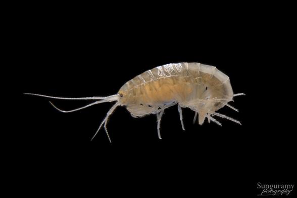 A black background with a shrimp like critter that has very little pigment. It has a bit of a tawny yellowish color to it, and it does have a little round eye.