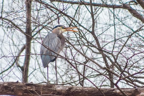 Grey heron in a tree