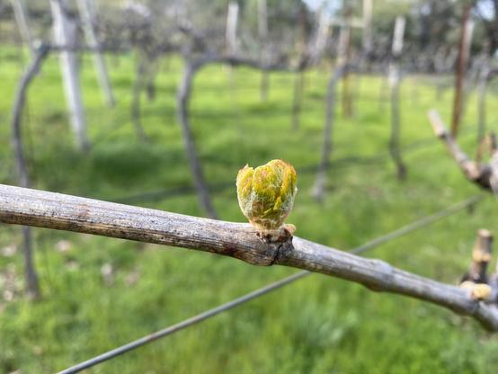 A close up of a bud leafing out with vineyards in the background