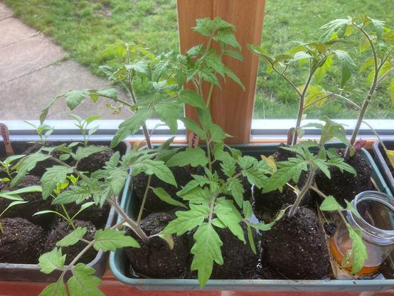 Tomato plants growing in trays on a windowsill. To reduce the use of plastic plant pots the plants are all growing out of soil mounds of a soil block potting mix. This picture was taken in spring last year.