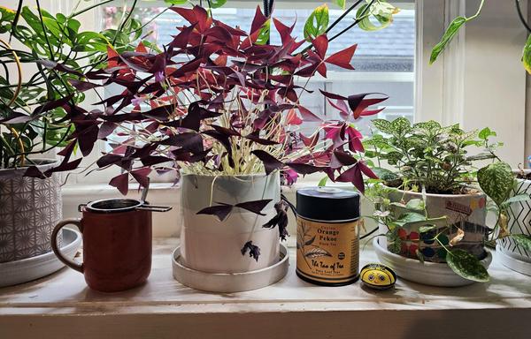 Tea tableau in a window sill with potted plants, including a burgundy Oxalis triangularis shamrock plant. The tea is Orange Pekoe black tea from The Tao of Tea.