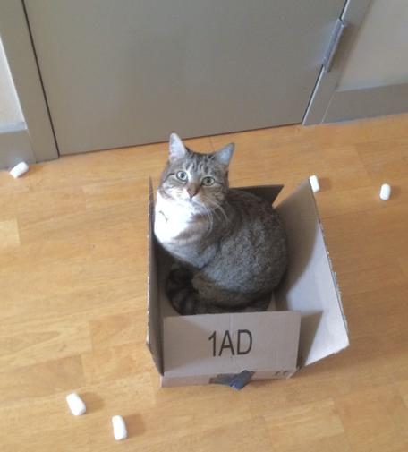 My tawny-toned tabby-striped kitty sits in a cardboard box on the floor, looking up at us with a wide eyed, not-at-all-guilty look because she has no idea how those styrofoam peanuts strewn around the floor around the box got there, none at all.
