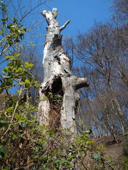 Alt text by Bing:
A striking scene of a forest at Sint-Jansberg, centered around a venerable, hollowed-out tree. The tree appears ancient and weathered, with its grayish-brown bark peeling away to reveal a large cavity running through its core. Moss and lichen cling to parts of the trunk, hinting at the slow process of decay. Surrounding the tree, there is a lush undergrowth of ferns, grasses, and tangled vines, suggesting a rich ecosystem thriving in the shadow of the old tree. The background features an array of tall, slender trees with bare branches reaching skyward, implying a season of transition such as early spring or late autumn. Above, a clear, bright blue sky contrasts with the earthy tones below, casting the entire scene in soft natural light. The image beautifully illustrates the interplay between life, decay, and renewal in nature.