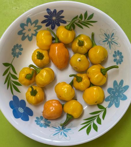 14 little yellow pumpkin-shaped chillies and two quite small orange habanero chillies in a white floral bowl on a bright green Laminex bench.