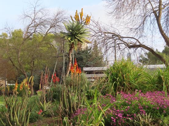 Partly cloudy day in the late afternoon. A mound between concrete paths is planted with Kalanchoe and Aloe plants as well as Gazania and other bedding plants. The Kalanchoe "red hot poker" plants are in blom as is a tall Aloe "tree" with many inflorescences of golden tubular blooms. The Gazanias are closing towards the end of the day so the purple undersides of their petals show.