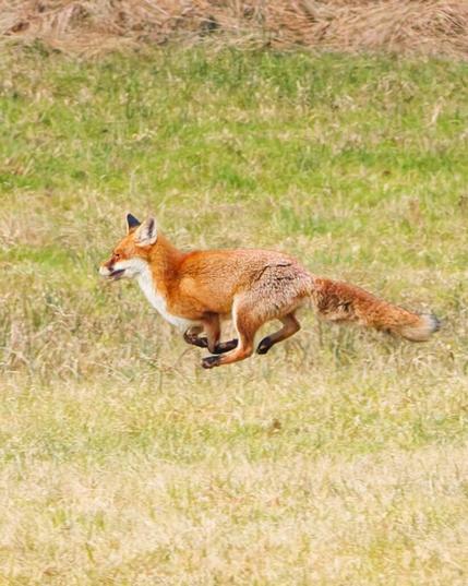 A red fox rund over a field
All feet in the air
The foot Tips from the front almost touching the foot tip from the back