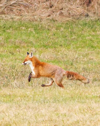 A fox is running over a field
Only the left back foot touching ground