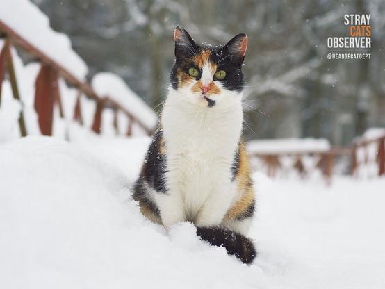 Full height portrait of a calico cat in the snow