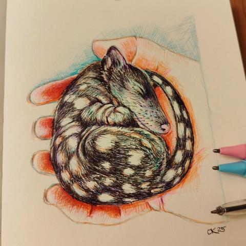 A curled-up baby tiger cradled in a human hand. Drawn with various ballpoint pens.
