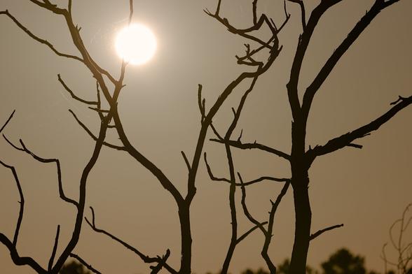The orange sun in the sky reveals the silhouette of twisted branches. The sun is at the top, slightly to the left. The branches stretch across the photo.