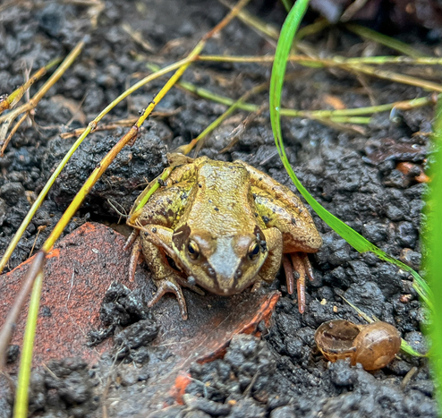 A frog on some mixed substrate including a broken clay tile, with some foliage in the foreground, stalks and a strand of grass