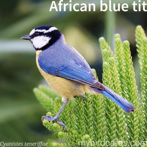 🌍 African blue tit (Cyanistes teneriffae) 

The African blue tit is a small perching bird found in northern Africa. It has vibrant blue plumage on its upperparts, with a yellow belly and a white face. The African blue tit is known for its acrobatic flight and agile movement among trees. It typically feeds on insects, seeds, and fruits. 

Conservation status: Least Concern (IUCN 3.1)

📷: Photo by ChristianBodhi via Pixabay https://pixabay.com/photos/blue-african-tit-bird-cute-tree-5205566/ 

XQGV