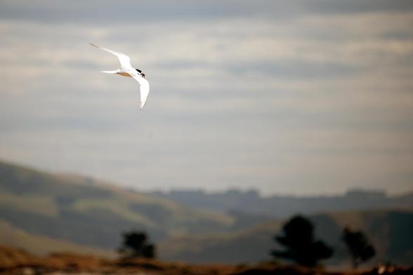 Photo shows a white, black headed sleek sea bird, a tern, with some small fish in its beak. It is flying over a landscape in pastel, soft colours. The sky is slightly clouded with light blue morning colour.