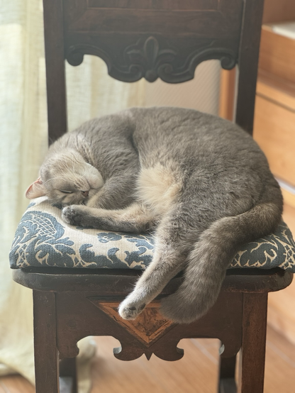 Schlafende Katze
