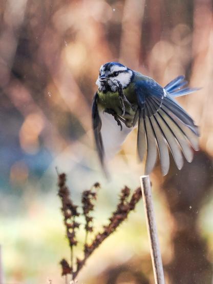 Das Bild zeigt eine Blaumeise im Flug,. Der Hintergrund ist unscharf und zeigt einen verschwommenen Garten mit braunen und grünen Tönen. Die Meise ist scharf abgebildet und ihre Flügel sind weit ausgebreitet.  Der Fokus liegt auf dem Vogel und seiner Bewegung.