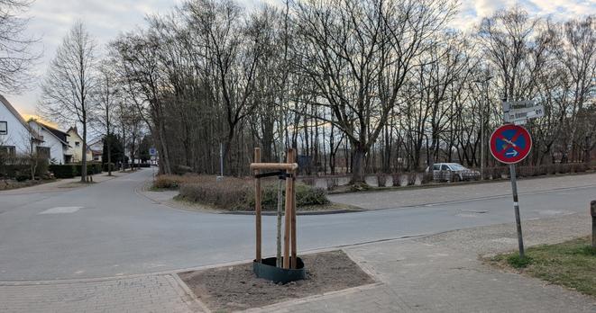 Ein frisch gepflanzter Baum steht auf einer fein säuberlich geharkten Baumscheibe in einem Dreieck aus Stützpfählen. Im Hintergrund ist ein leerer Parkplatz zu sehen.