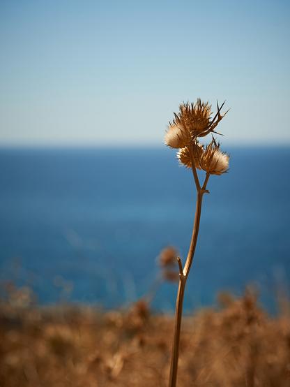 The photo displays a dried golden brown flower in focus, the rest of the photos is out of focus. The background of the photo displays a golden brown field, the dark blue sea and a light blue sky above.