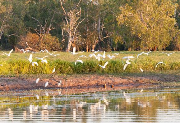 A flock of egrets departing the billabong shore and flying away from the photographer low over the wetland grass bordering the lagoon. The various white shapes are reflected in the billabong's water, while a few birds still remain on the narrow muddy shore. Some distance behind is a dense screen of melaleucas, marking the more permanent edge of the wetland.