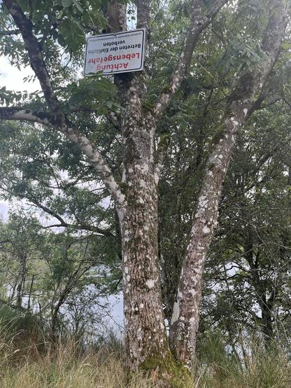A tree with a sign attached, partially obscured by leaves. A body of water is visible behind it.  The sign warns about not going on the ice, but it’s Autumn, and the sign is upside down.
