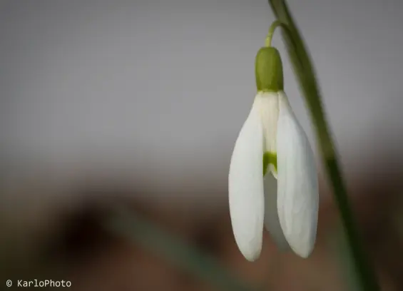 Closeup of a small white flower.