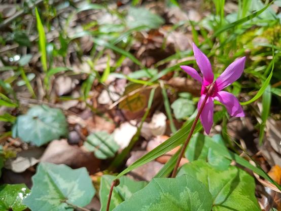 Ciclamino violaceo che spunta da un tappeto di foglie verdi che dominano su quelle secche.
