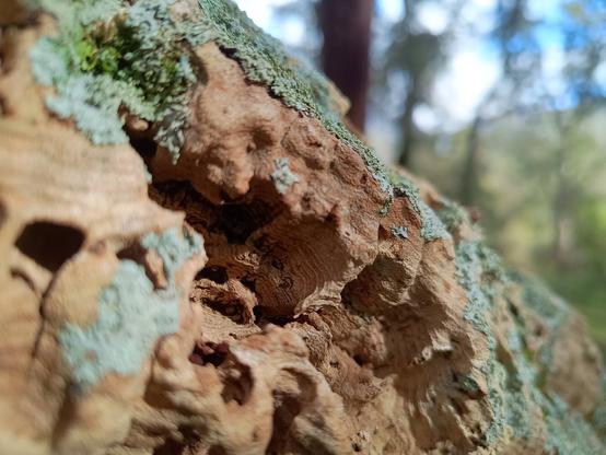 Dettaglio della corteccia di una quercia da sughero.