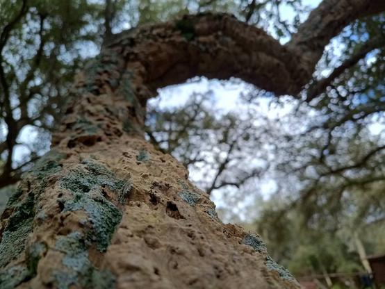 Grosso ramo nodoso di una quercia da sughero.