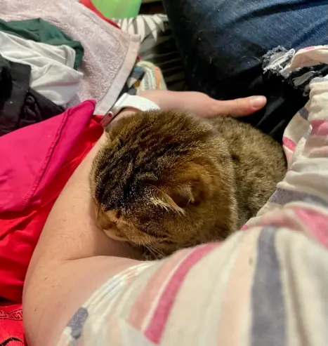 A small cat curled up in the crook of someone’s arm, her face resting on the forearm, asleep.