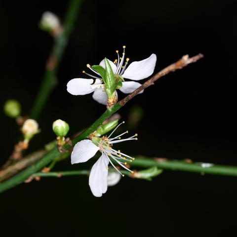 Zwei Mirabellenblüten vor dunklem Hintergrund mit weißen Blütenblättern und grünen Kelch- und weißen Kron- und Staubblättern - circa drei Tage nachdem sie sich geöffnet haben.