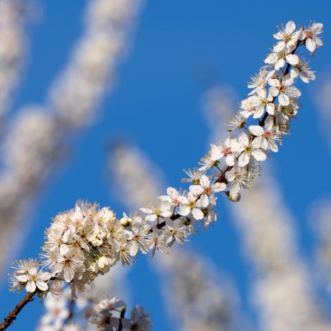 Voll geöffnete Mirabellenblüten in der Baumkrone an einem schmalen Ast vor blauem Himmel im Hintergrund.