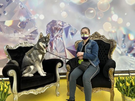 A husky sits side by side with his handler in matching ornate chairs. Behind them is a printed screen with diamonds.