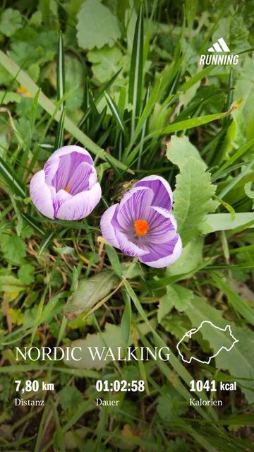 Sharepic from.adidas running App showing the metrics of my walk with a picture of 2 early crocuses in the background // sharepic aus der Adidas running App was die Eckdaten meines Walks anzeigt. Im Hintergrund ein Bild von zwei Frühlingskrokussen.

Metrics // Eckdaten:
- 7,8km
- 1h 2m 58sec
- 1041 kcal