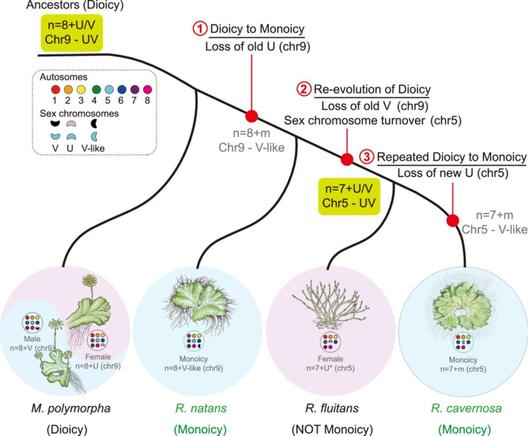Annotated phylogenetic lineage illustrates genomic evidence suggesting that sex chromosomes may not be conserved within liverworts. Re-evolution of dioicy in the genus Riccia may have occurred with probable de novo establishment of a new sex chromosome from the autosome, and the m-chromosomes have evolved independently from chromosomes in the Marchantiales.