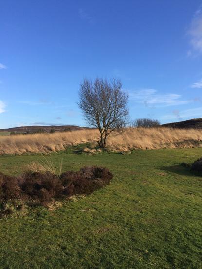 A bare branch tree in Co. Tyrone, Northern Ireland, in a sunny winter morning