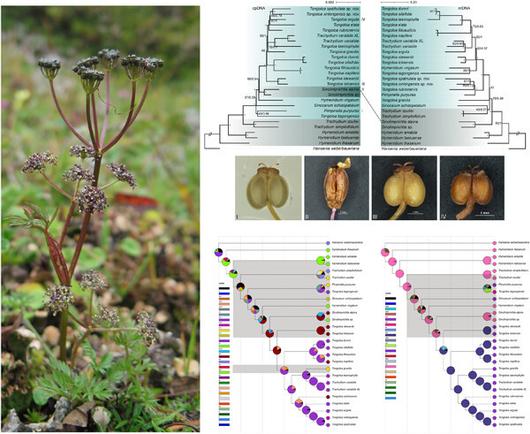 This panel of figures, describing in situ morphology, chloroplast and nuclear ribosomal DNA analysis and enlarged images comparing fruiting bodies, offers new clues for the previously contentious classification of the alpine Tongoloa.