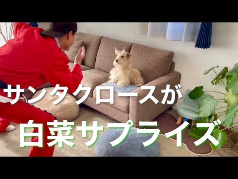 愛犬に白菜サプライズ！(はくサプ) レイクランドテリア