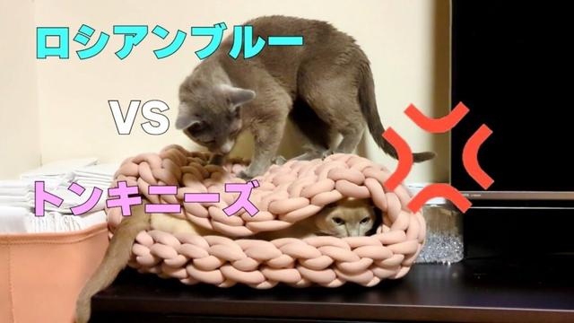 【ロシアンブルー×トンキニーズ×チワワ】新しいベッドの争奪戦（#146）