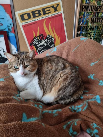 Chatte marron tabby et blanche, dodue, couchée sur un plaid marron au pied du lit