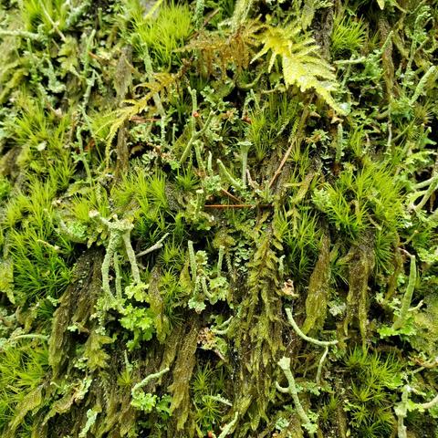 Full shot of vibrant green and brown mosses and lichen up close. Foreground displays needle-like mosses among leafy liverworts and stalk-shaped lichen in intricate detail. Dynamic lighting highlights varying textures and densities. A nature photograph, focusing on the intricate details of a micro ecosystem.