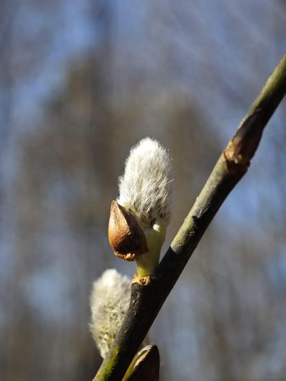 A willow catkin.
